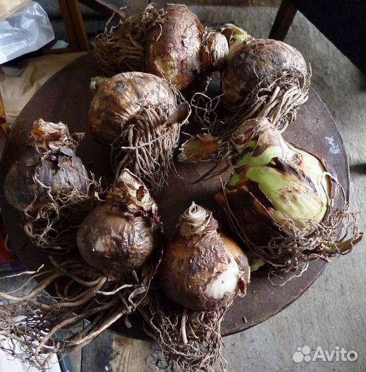 Отростки Амариллиса, Аглаонема, Спатифиллиума