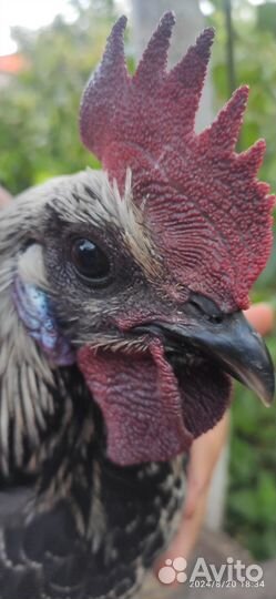 Молодые петухи