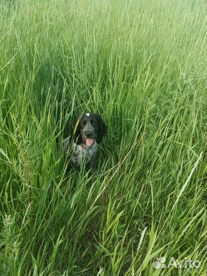 Русский спаниель