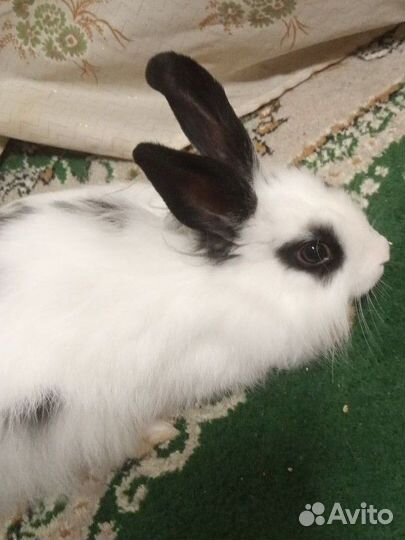 Декоративные кролики