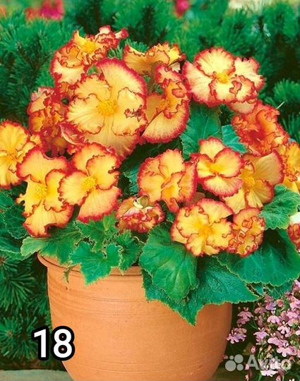 Клубневая бегония