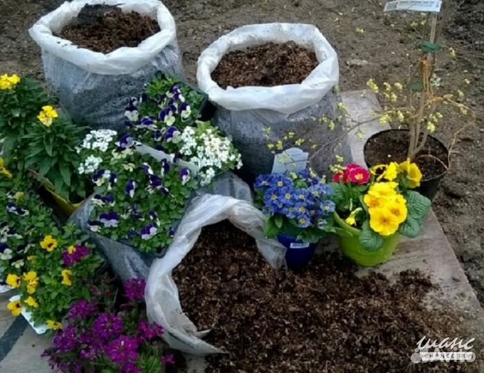 Конский навоз в мешках (отборный)