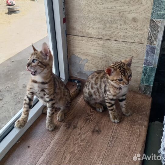 Бенгальские котята