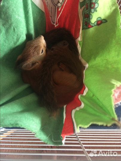 Передержка животных