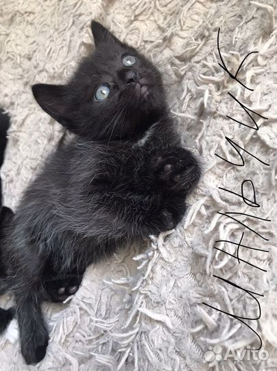 Кошки в добрые руки бесплатно