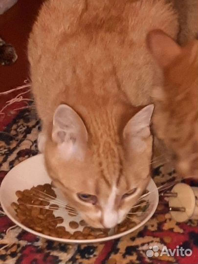 Кисам нужен дом