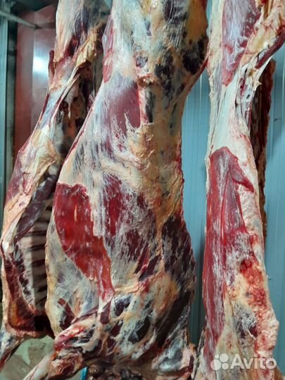 Мясо говядина