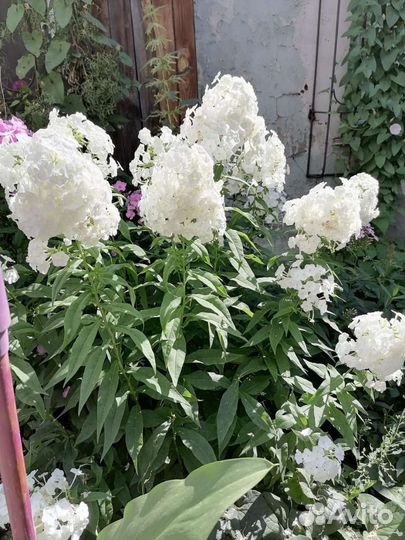 Флоксы многолетние