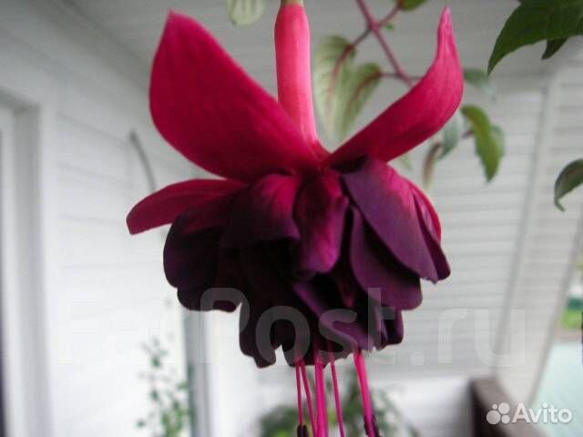 Абутилон мегопатамский, Фуксии