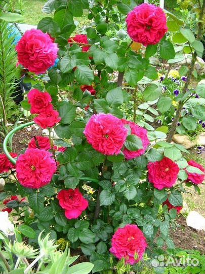 Английская роза Фишерман Френд