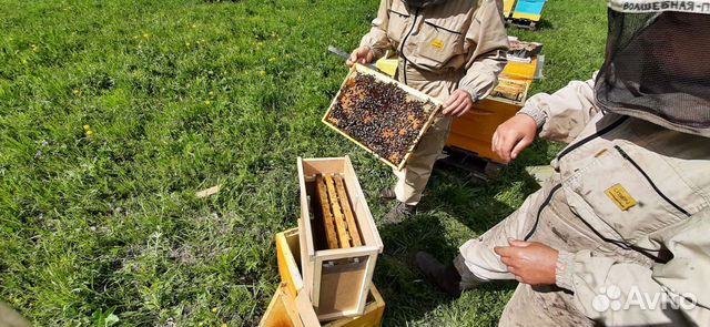 Матки, пакеты, семьи, пчелопакеты среднерусских пч объявление продам
