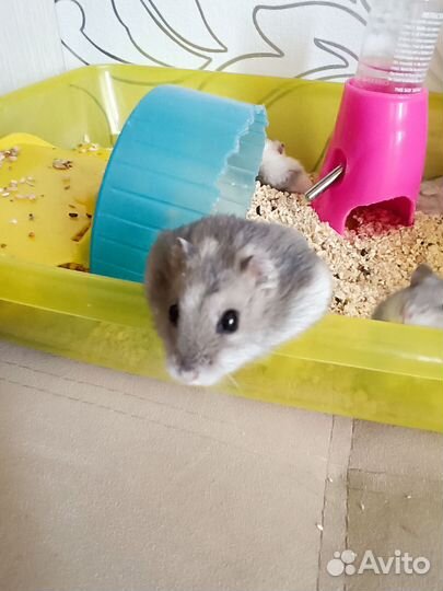 Джунгарский хомяк