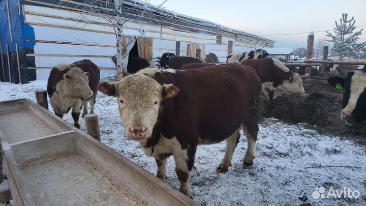 Быки Герифорд на мясо,на племя мраморная говядина