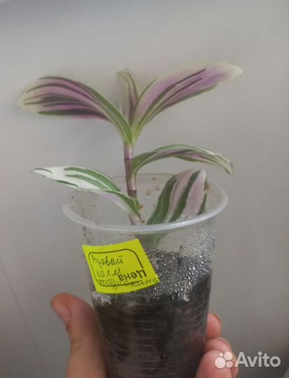 Традесканция 3 вида