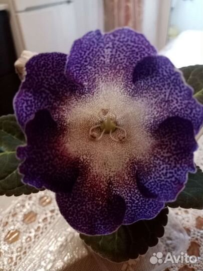 Детки глоксиний