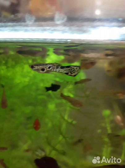 Аквариумные растения, гуппи