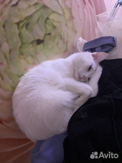 В очень добрые руки