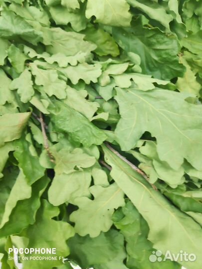 Дубовые веники для бани