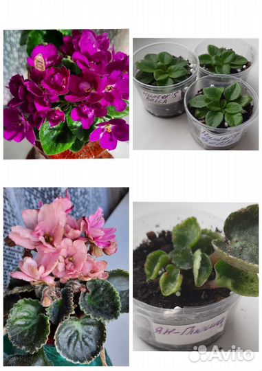 Сортовые фиалки мини