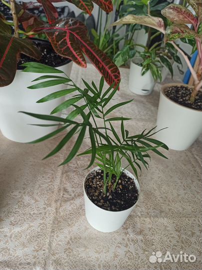 Пальма хамедорея