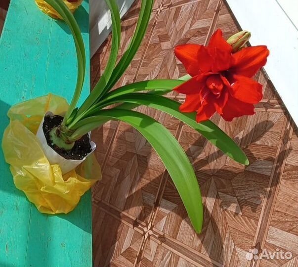 Амариллисы махровые