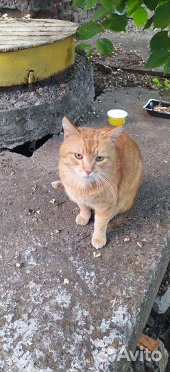 Отдам кота в добрые руки