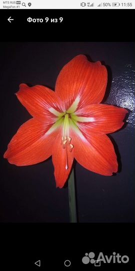 Гипеаструм