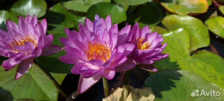 Нимфеи для пруда