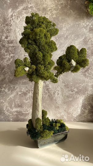 Дерево бонсай