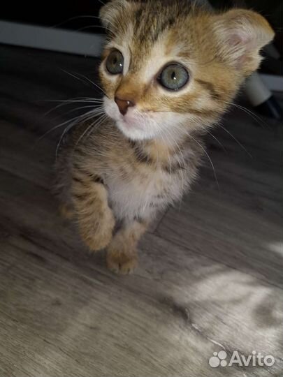 Шотландская вислоухая кошка бесплатно