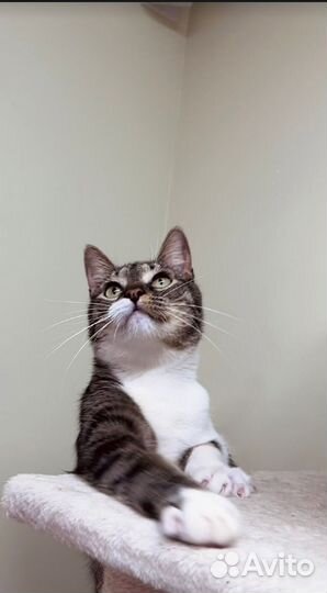 Кот Сем в поиске идеального дома