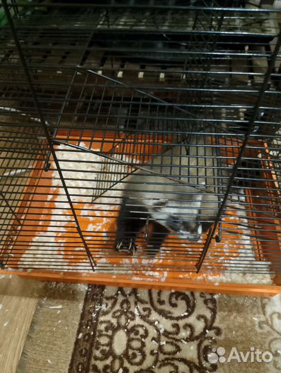 Хорек с клеткой