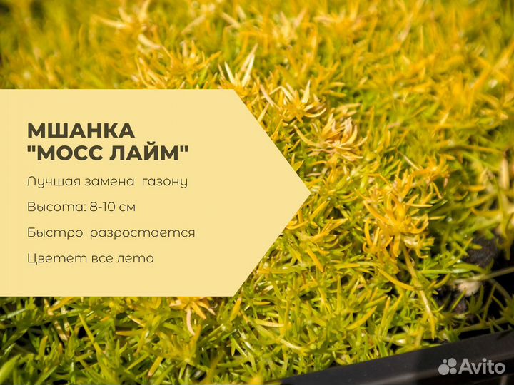 Мшанка шиловидная 