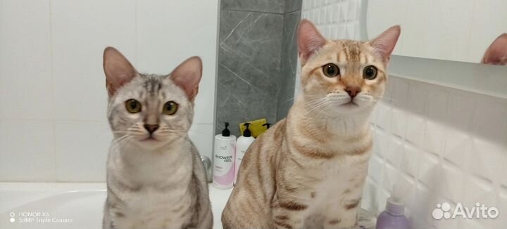 Бенгальские котята