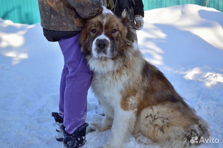 Московская сторожевая