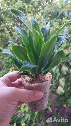 Набор 6 комнатных растений