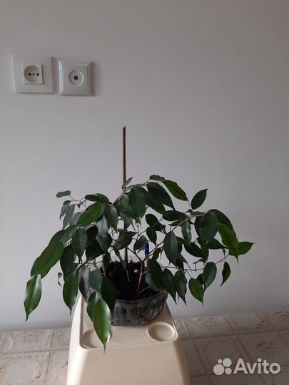 Фикус бенджамина