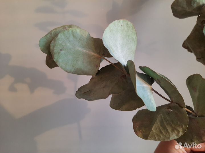 Эвкалипт сухоцвет