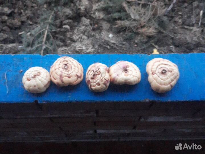 Гладиолусы луковицы