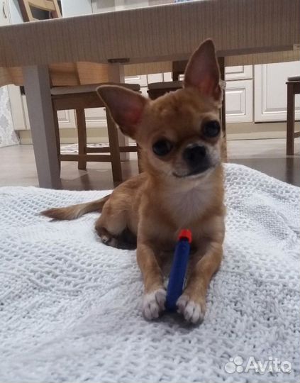 Кобель для вязки чихуа-хуа