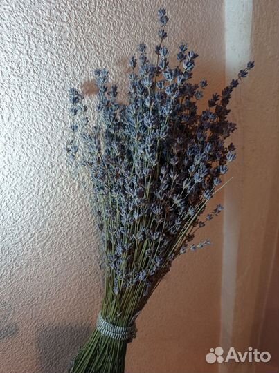 Лаванда букет сухоцвет