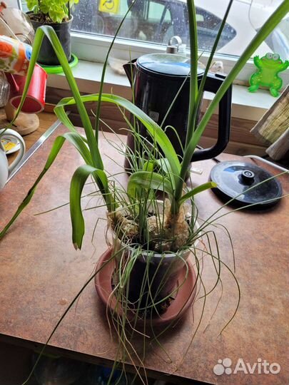 Цветок лечебный бесплатно