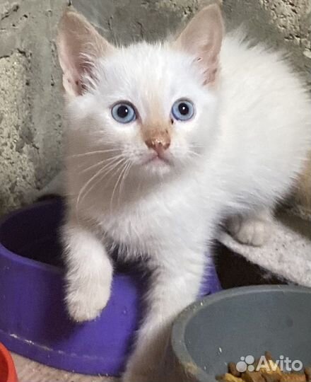 Кошка в дар