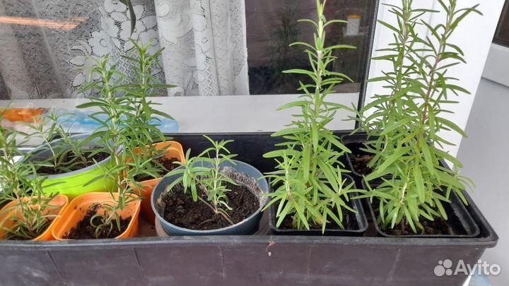 Розмарин в горшочке