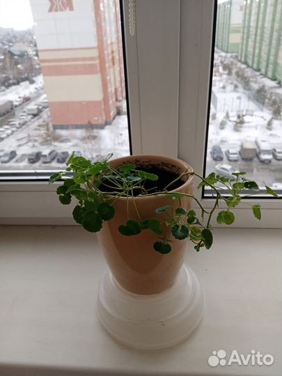 Цветы жених и невеста