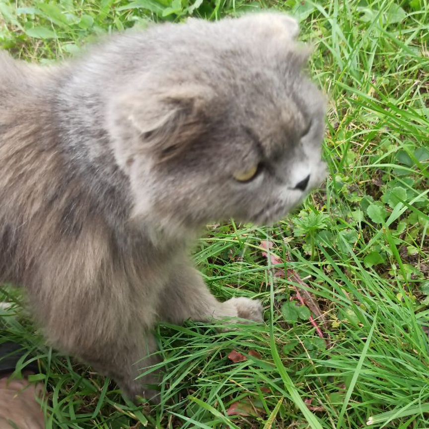 Кот вислоухий в добрые руки