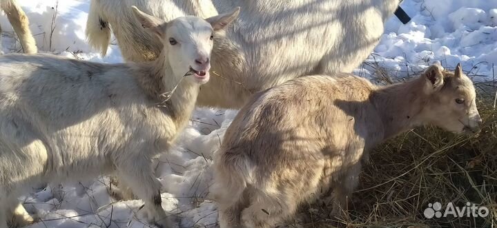 Козочки зааненские/альпийские