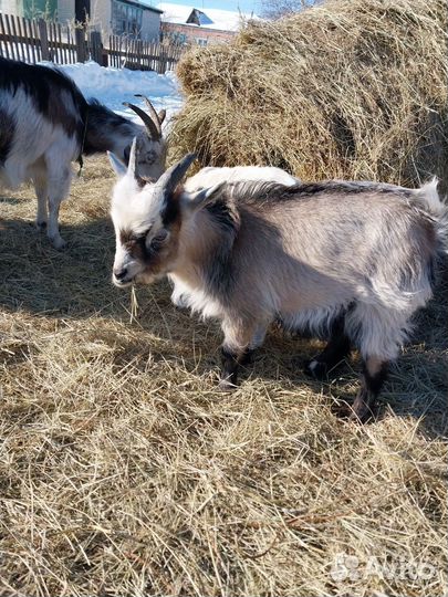 Козлята