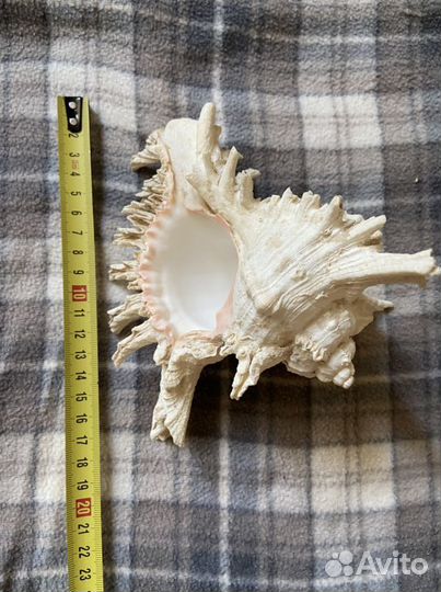 Ракушка 15-20см