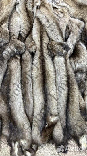 Соболь тортор